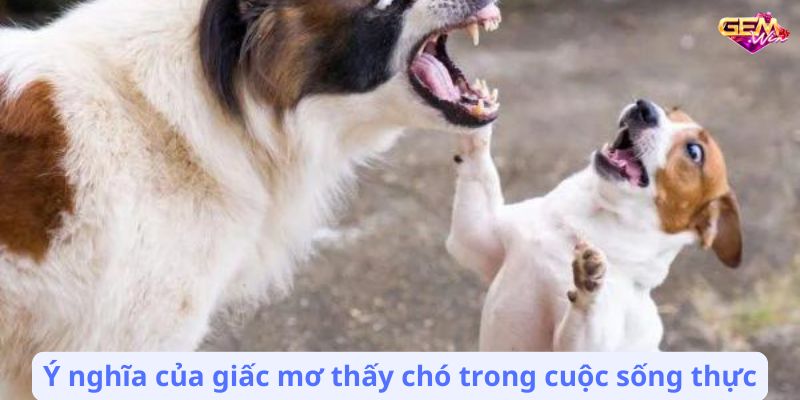 mo thay cho 2 Ý nghĩa của giấc mơ thấy chó trong cuộc sống thực