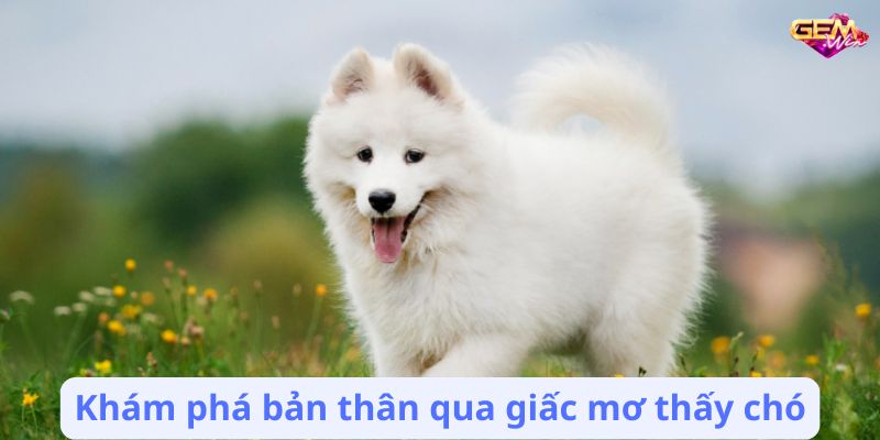 Mơ Thấy Chó: Điềm Báo Tốt Hay Xấu? 8 mo thay cho 3